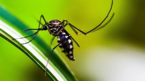 Leia mais sobre o artigo Roraima fica em alerta após confirmar casos de dengue que produz sintomas mais graves